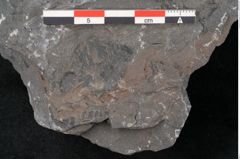 Foto (Detailansicht) von Senftenbergia crenata Lindl. et H. (NHMW-GEO-2024-0188-10944)